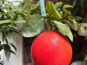 Chuyên cung cấp sỉ lẻ Trái Cây Nhập Khẩu tại Vũng Tàu | Trái Cây Lâm Phương