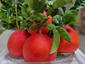 Bưởi Tiến Vua Đỏ Nhung | Trái Cây Lâm Phương