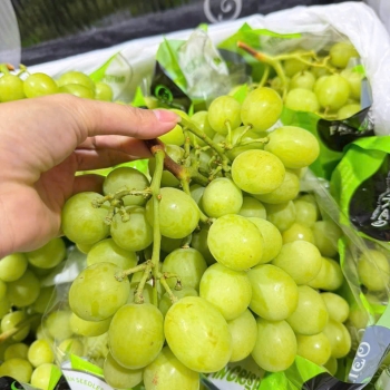 Nho Xanh Bay Úc Cao Cấp – Giòn Ngọt Tự Nhiên, Giá Ưu Đãi 335K/Kg