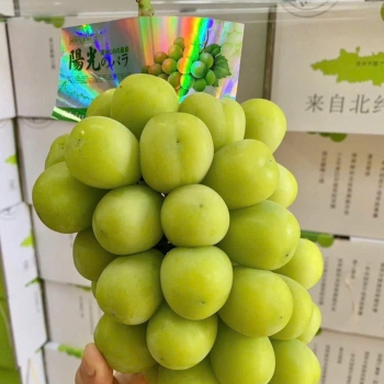 Trái Cây Nhập Khẩu Cao Cấp – Tươi Ngon, An Toàn Tại Trái Cây Lâm Phương mỗi ngày