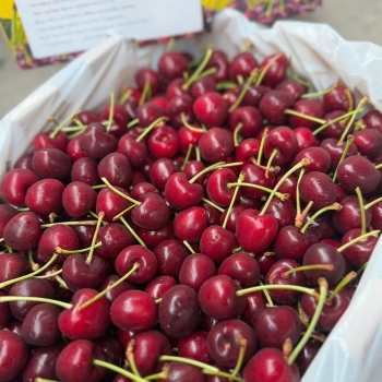 Trái cây Lâm Phương | Trái cây nhập khẩu tươi ngon mỗi ngày | Trái cây nhập khẩu Vũng Tàu 