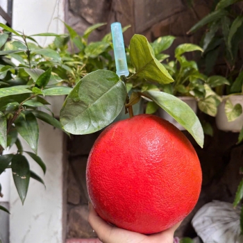 Chuyên cung cấp sỉ lẻ Trái Cây Nhập Khẩu tại Vũng Tàu | Trái Cây Lâm Phương