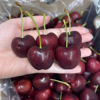 Cherry Chille Nhà Lâm Phương | Trái Cây nhập khẩu Vũng Tàu