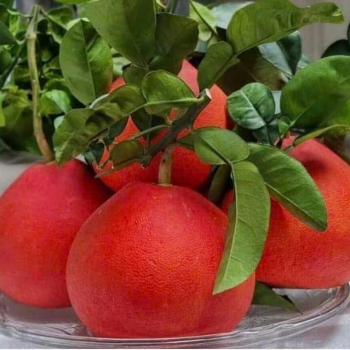 Bưởi Tiến Vua Đỏ Nhung | Trái Cây Lâm Phương