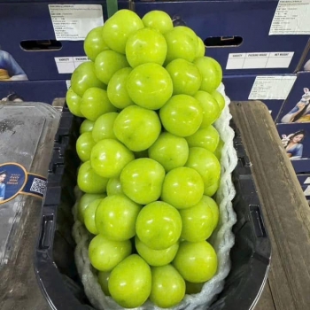 Nho mẫu đơn loại 1