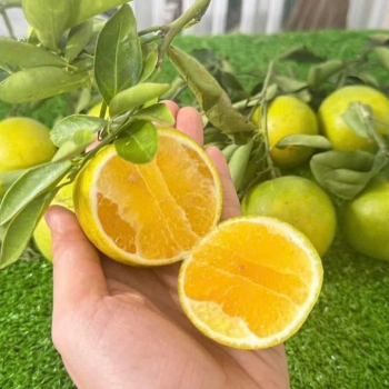 Cam xoàn nhà vườn