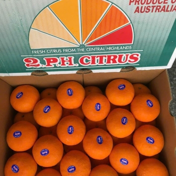 Quýt Úc 2Ph