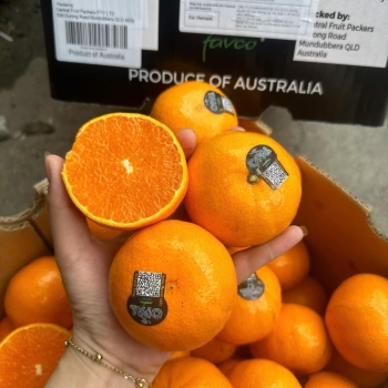 Quýt Úc Mã tem đen OPIL