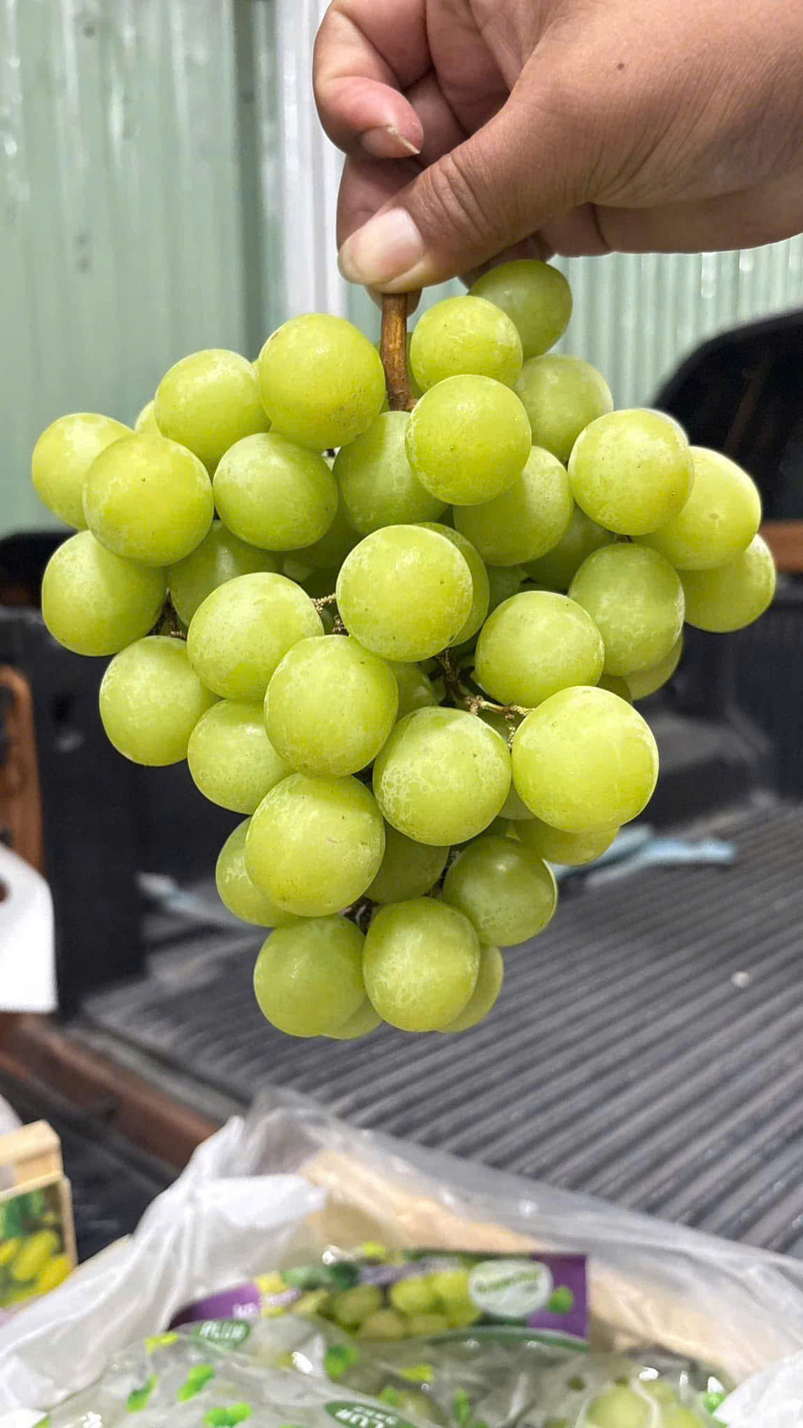 trái cây tươi vũng tàu