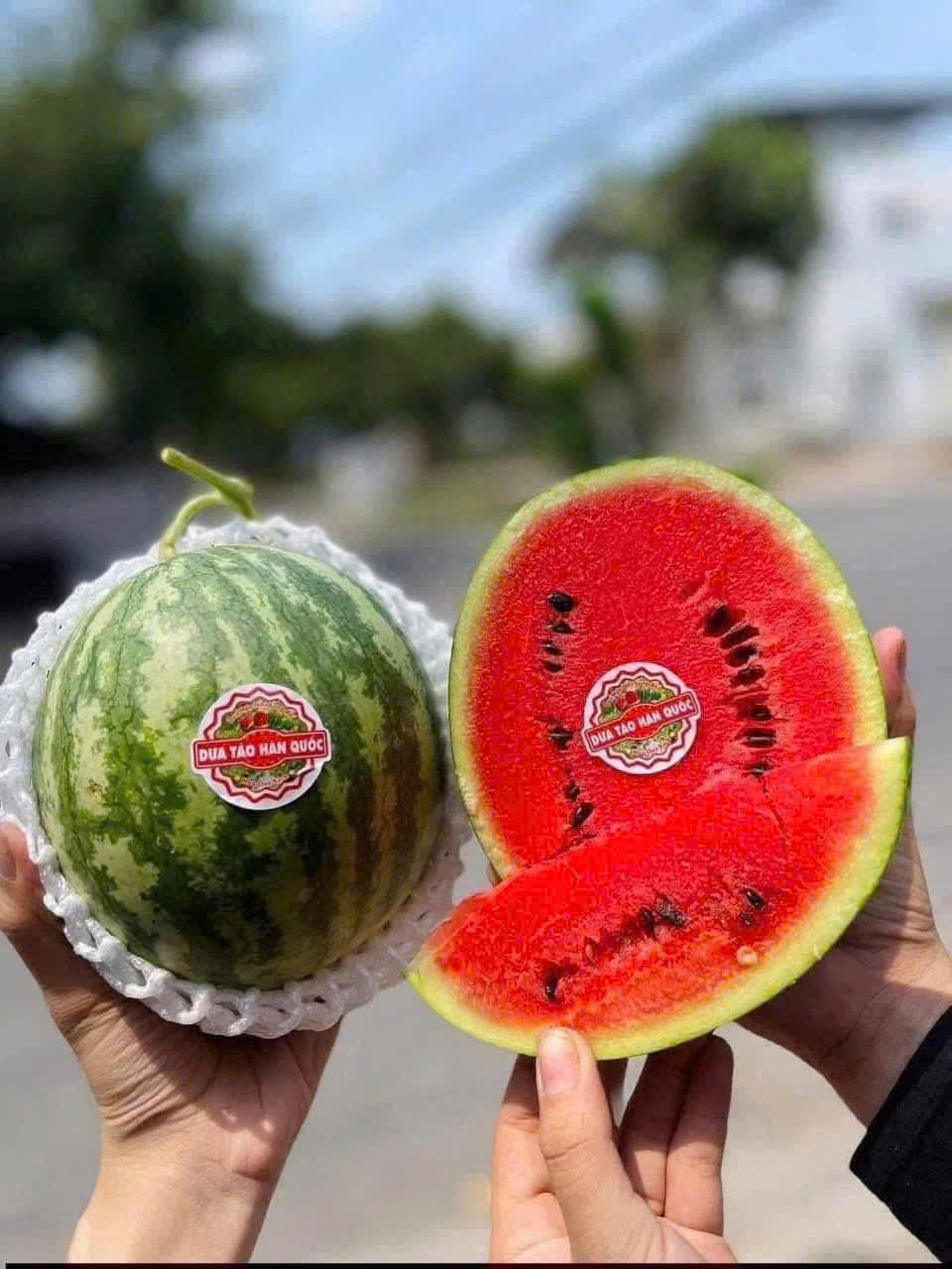 trái cây tươi vũng tàu