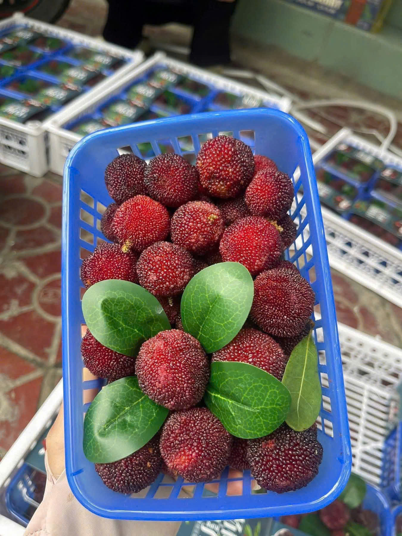 trái cây tươi vũng tàu